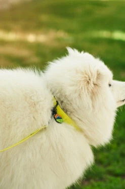 QALO Dog Collar -Silicone Jewelry & Accessories QLO Dog Collar Electric Hover