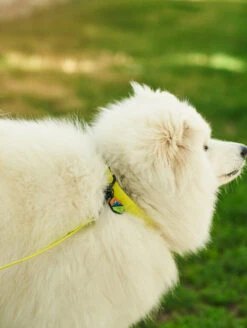 QALO Dog Collar -Silicone Jewelry & Accessories QLO Dog Collar Electric Lifestyle1