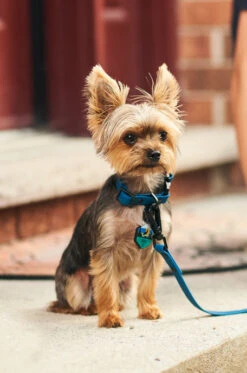 QALO Dog Collar -Silicone Jewelry & Accessories QLO Dog Collar Navy Hover