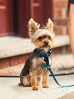 QALO Dog Collar -Silicone Jewelry & Accessories QLO Dog Collar Navy Lifestyle1