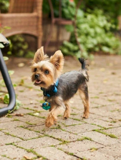 QALO Dog Collar -Silicone Jewelry & Accessories QLO Dog Collar Navy Lifestyle2