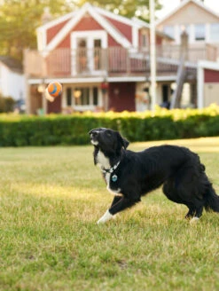 QALO Dog Collar -Silicone Jewelry & Accessories QLO Dog Collar SkyBlue Lifestyle2