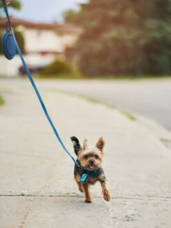 QALO Dog Leash -Silicone Jewelry & Accessories QLO Dog Leash Lifestyle2