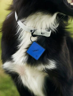 QALO TraQ Classic Navy Silicone Dog ID Tag -Silicone Jewelry & Accessories QLO TraQ Navy Lifestyle1
