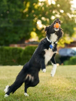 QALO TraQ Classic Navy Silicone Dog ID Tag -Silicone Jewelry & Accessories QLO TraQ Navy Lifestyle2