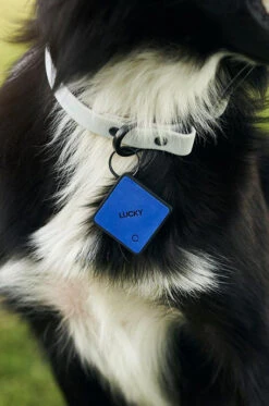 QALO TraQ Classic Navy Silicone Dog ID Tag -Silicone Jewelry & Accessories QLO TraQ Navy hover