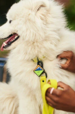 QALO TraQ Neon Mountain Silicone Dog ID Tag -Silicone Jewelry & Accessories QLO TraQ Neon Mountain Hover