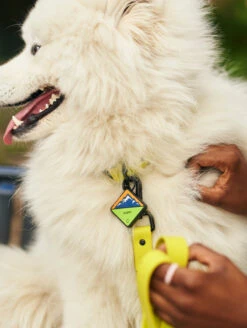 QALO TraQ Neon Mountain Silicone Dog ID Tag -Silicone Jewelry & Accessories QLO TraQ Neon Mountain Lifestyle1