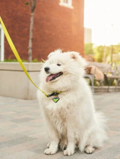 QALO TraQ Neon Mountain Silicone Dog ID Tag -Silicone Jewelry & Accessories QLO TraQ Neon Mountain Lifestyle2