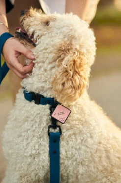 QALO TraQ Pastel Pink Silicone Dog ID Tag -Silicone Jewelry & Accessories QLO TraQ Pastel Pink Hover