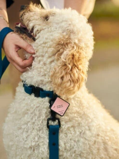 QALO TraQ Pastel Pink Silicone Dog ID Tag -Silicone Jewelry & Accessories QLO TraQ Pastel Pink Lifestyle1