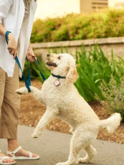 QALO TraQ Pastel Pink Silicone Dog ID Tag -Silicone Jewelry & Accessories QLO TraQ Pastel Pink Lifestyle2
