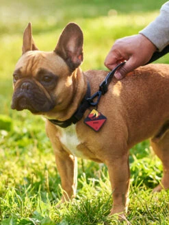 QALO TraQ Sunrise Wild One Dog ID Tag -Silicone Jewelry & Accessories QLO TraQ Sunrise Wild One Lifestyle1