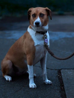 Violet Glow Classic Hex Dog ID Tag -Silicone Jewelry & Accessories Violet Glow Hex Lifestyle2