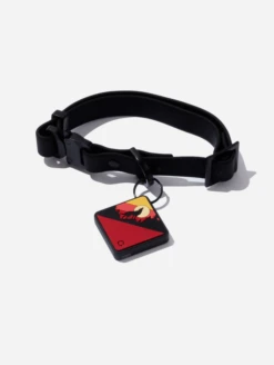 Charcoal QALO Collar & Sunrise Wild One TraQ Dog ID Tag Set