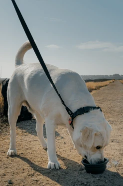 Charcoal QALO Leash & Collar Set -Silicone Jewelry & Accessories leash collar hover f8aba77d 75d3 41ba 80f5 b5baf38799ea