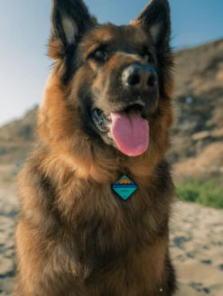 QALO TraQ Ocean Sunrise Silicone Dog ID Tag -Silicone Jewelry & Accessories lifestyle TraQ 92a2f3c3 6f43 47e7 86ee c00e68d2aedc