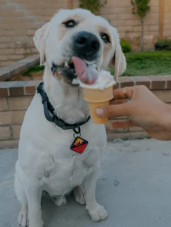 QALO TraQ Sunrise Wild One Dog ID Tag -Silicone Jewelry & Accessories lifestyle TraQ tag 2 82ad09db 5c2e 42fc 98ab 557ead1cd66d