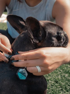 Charcoal QALO Collar & Base Camp Silicone Dog ID Tag Set -Silicone Jewelry & Accessories lifestyle collar 2