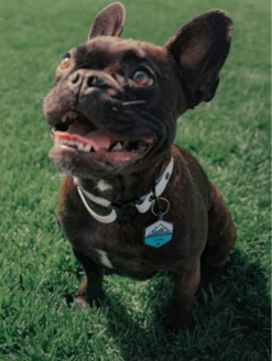 Charcoal QALO Collar & Base Camp Silicone Dog ID Tag Set -Silicone Jewelry & Accessories lifestyle collar a4d5189b 8dcd 487d 8708 7e79fbd441e6