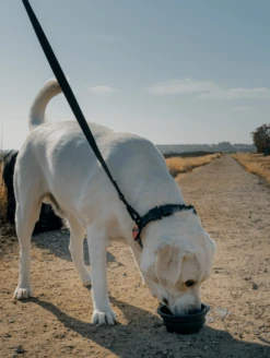 Navy QALO Leash & Collar Set -Silicone Jewelry & Accessories lifestyle leash collar set 2 8eabe280 1c8c 4b80 877f 7e95bb70de49