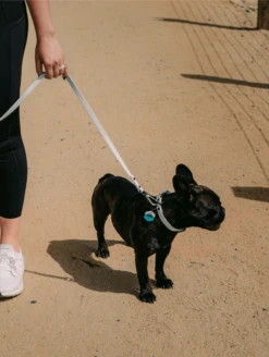 QALO Dog Leash -Silicone Jewelry & Accessories lifestyle leashes